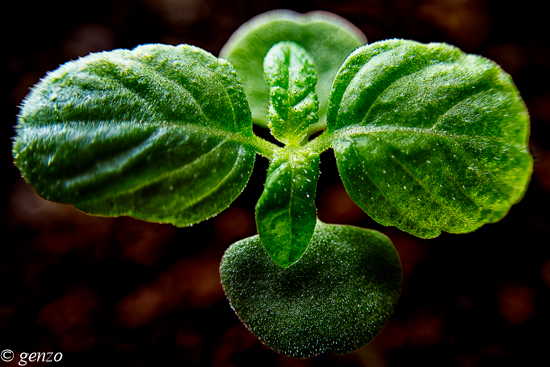 本葉が２センチまで大きくなった大葉