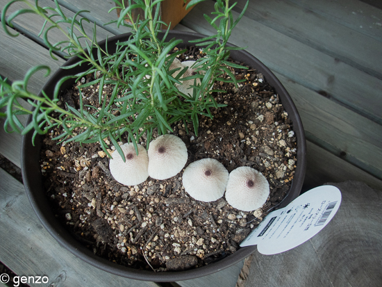長雨のせいでキノコが